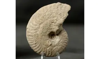 Ochetoceras modestiformis