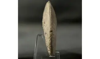 Ochetoceras modestiformis