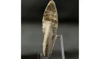 Ochetoceras modestiformis
