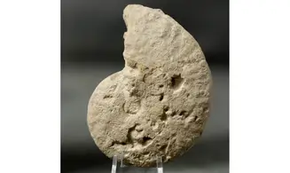 Ochetoceras modestiformis