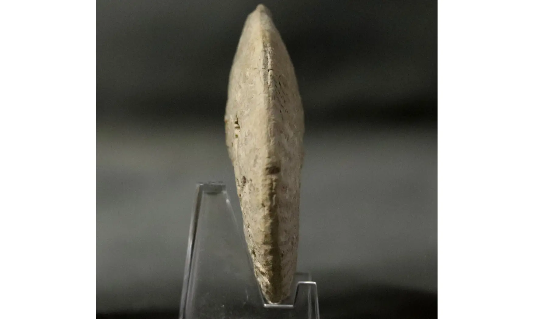 Ochetoceras modestiformis