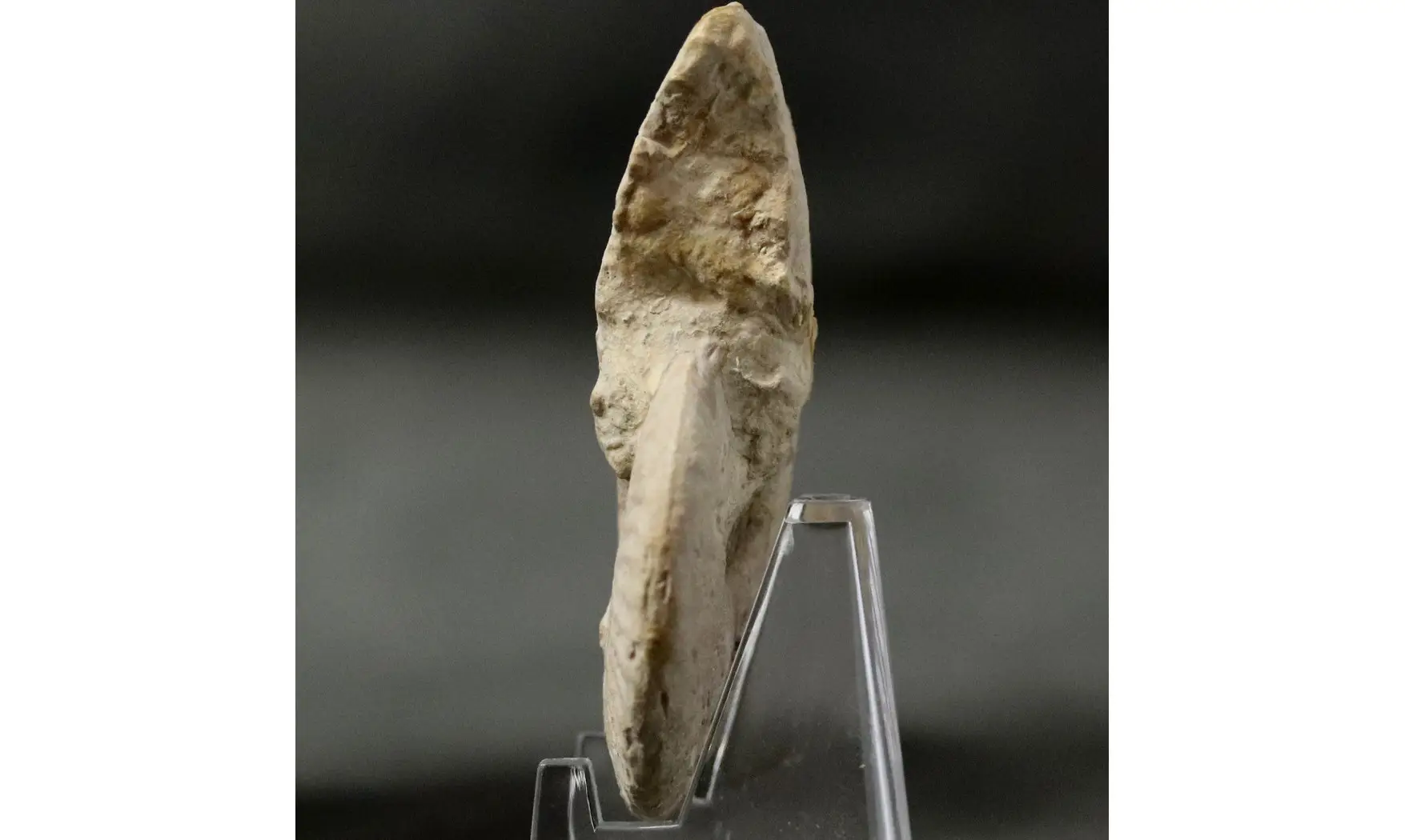Ochetoceras modestiformis