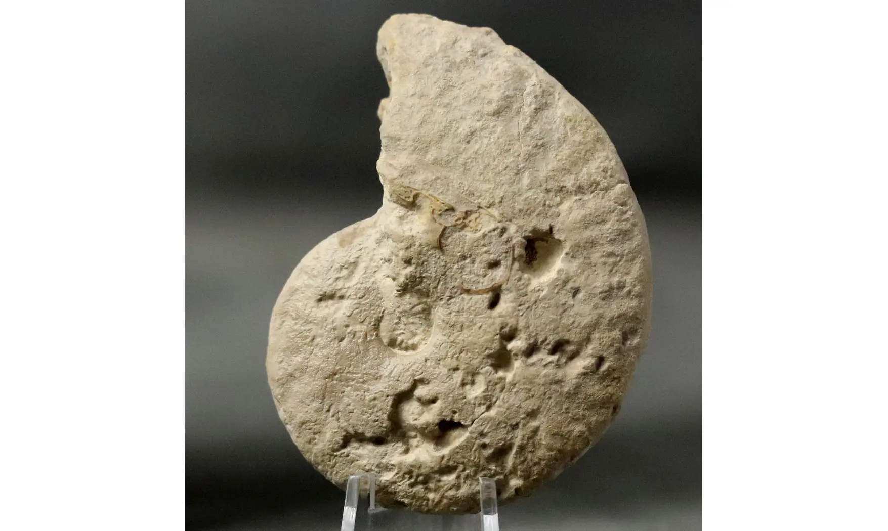 Ochetoceras modestiformis