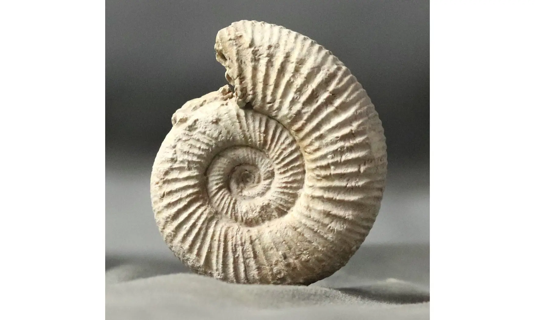 Dichotomoceras bifurcatus