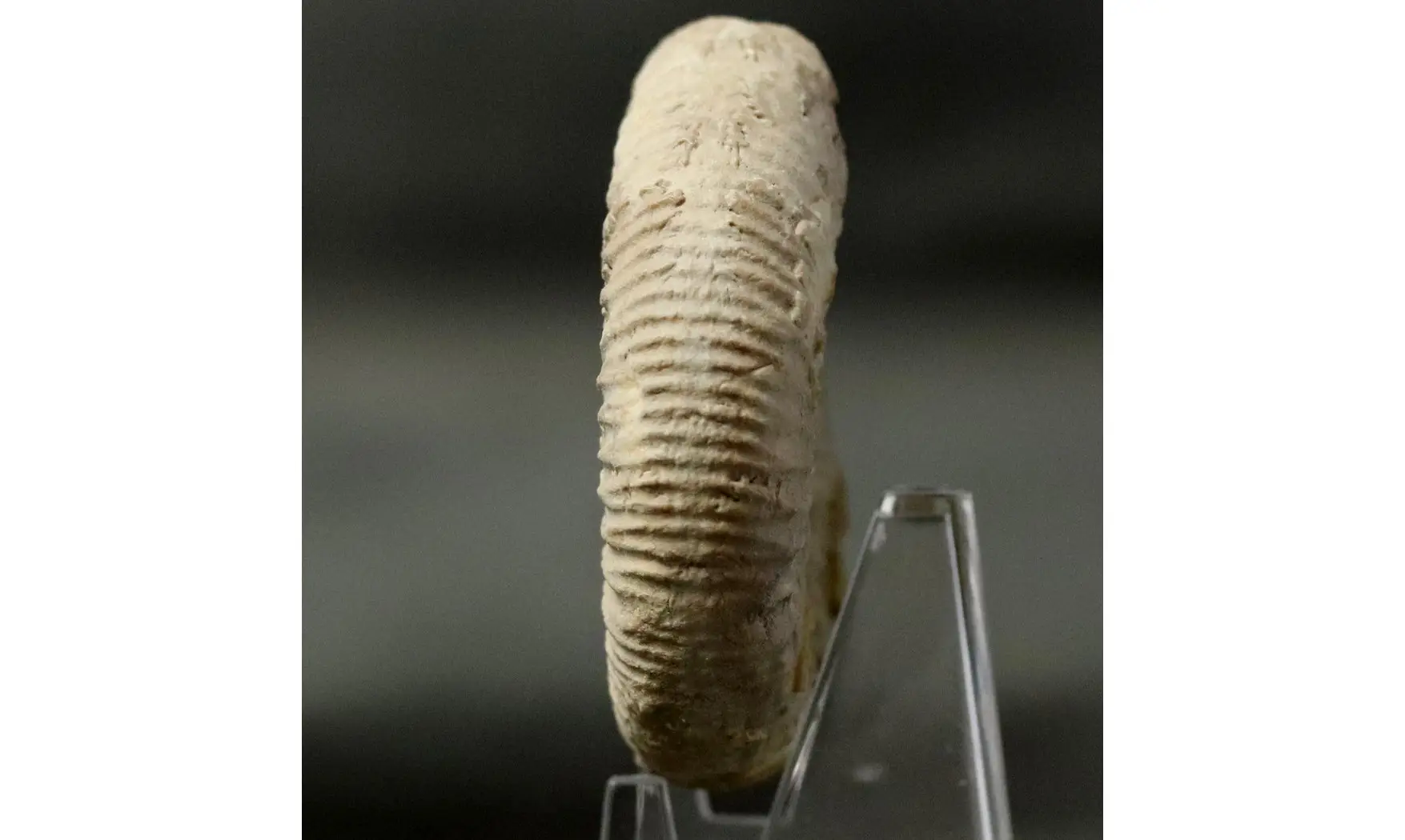 Dichotomoceras bifurcatus