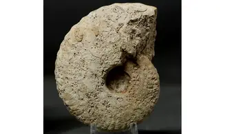 Geminites janus