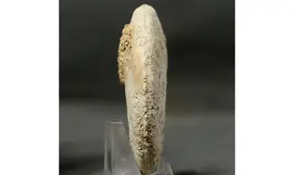 Geminites janus