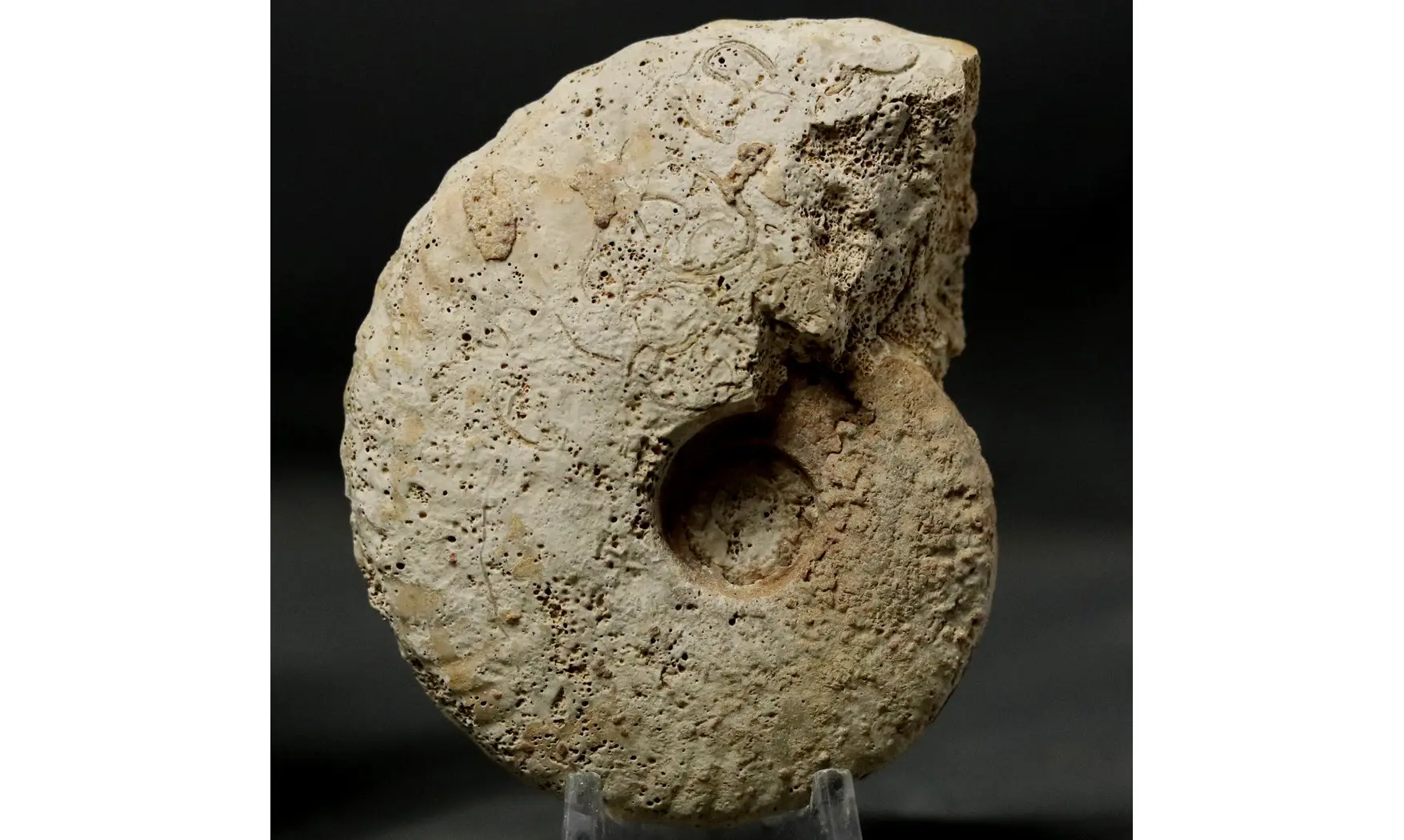 Geminites janus