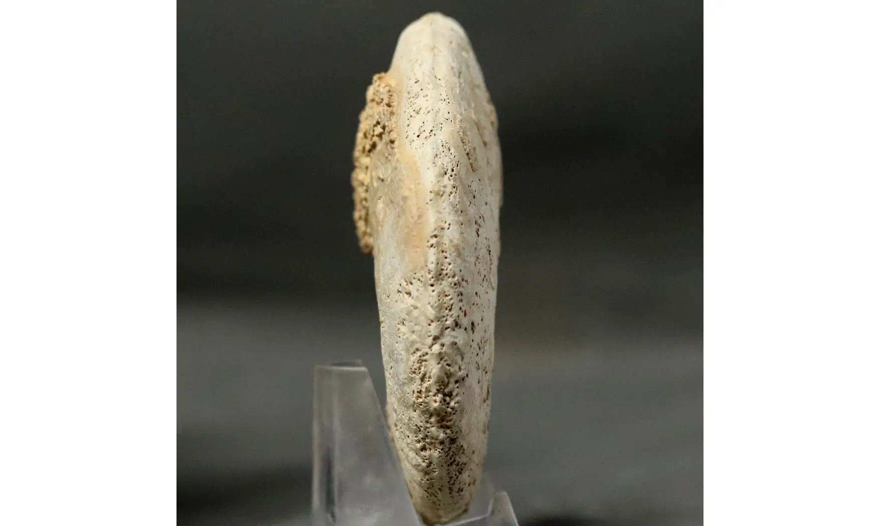 Geminites janus