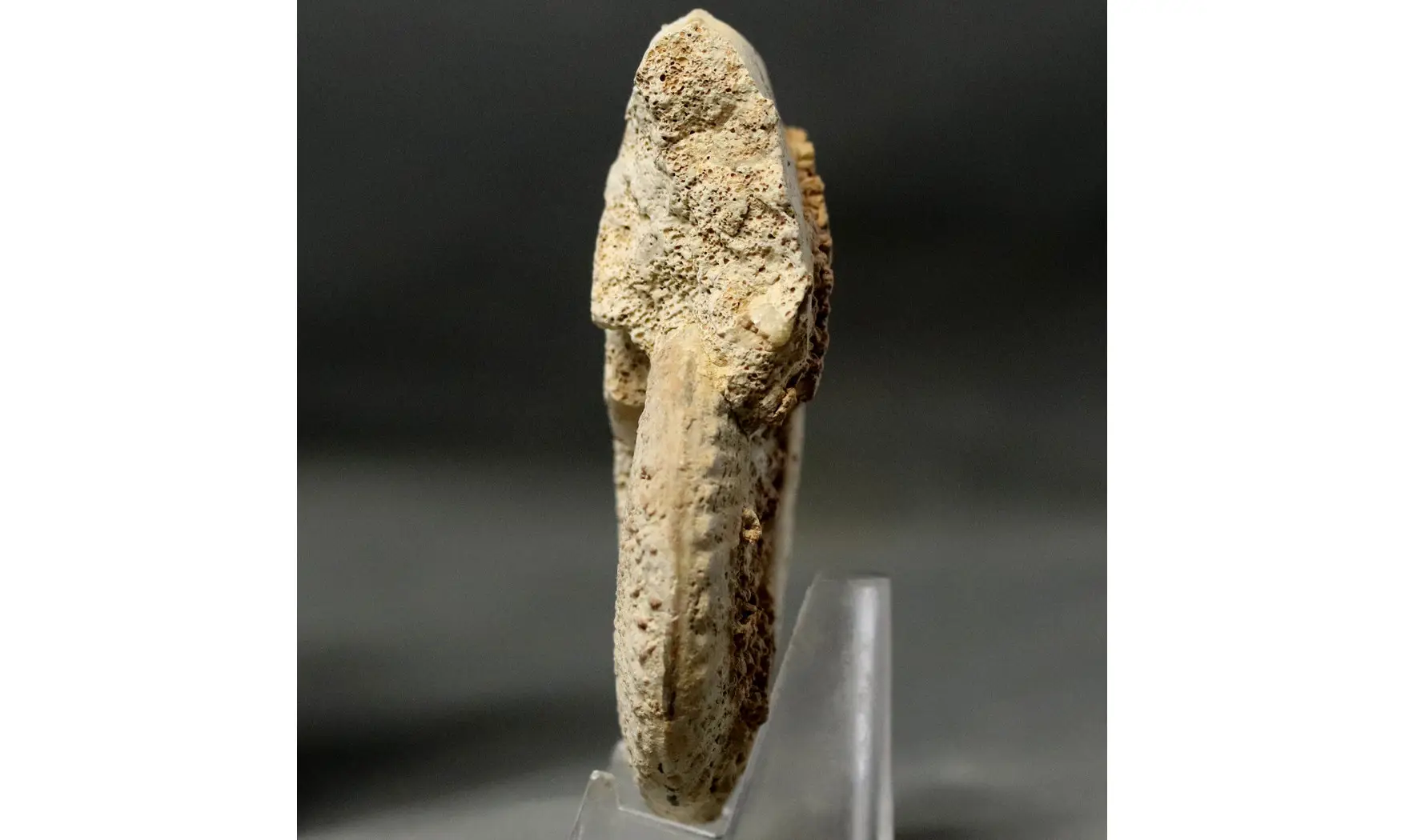 Geminites janus
