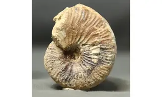 Taramelliceras tarkowski