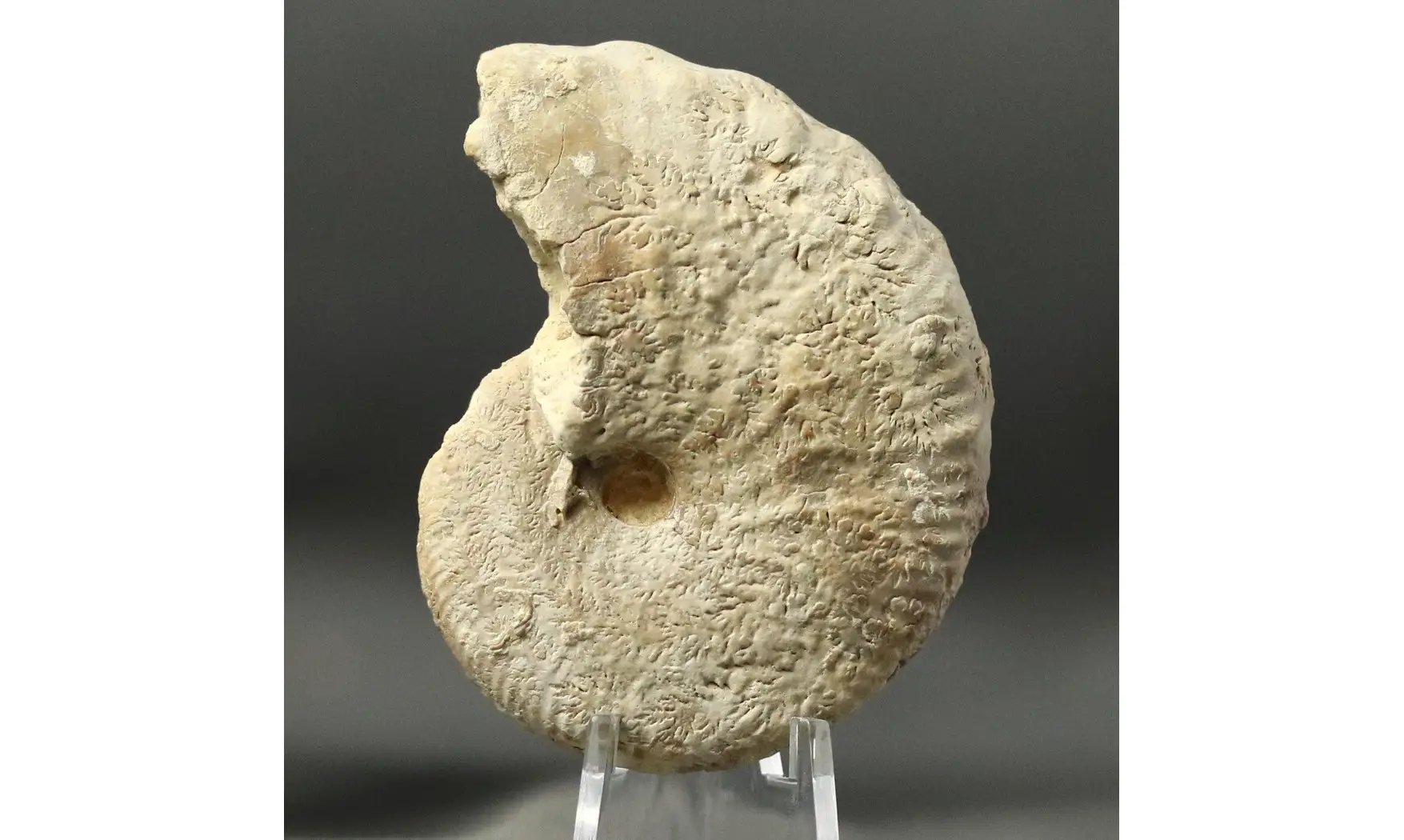 Taramelliceras tuberculatum