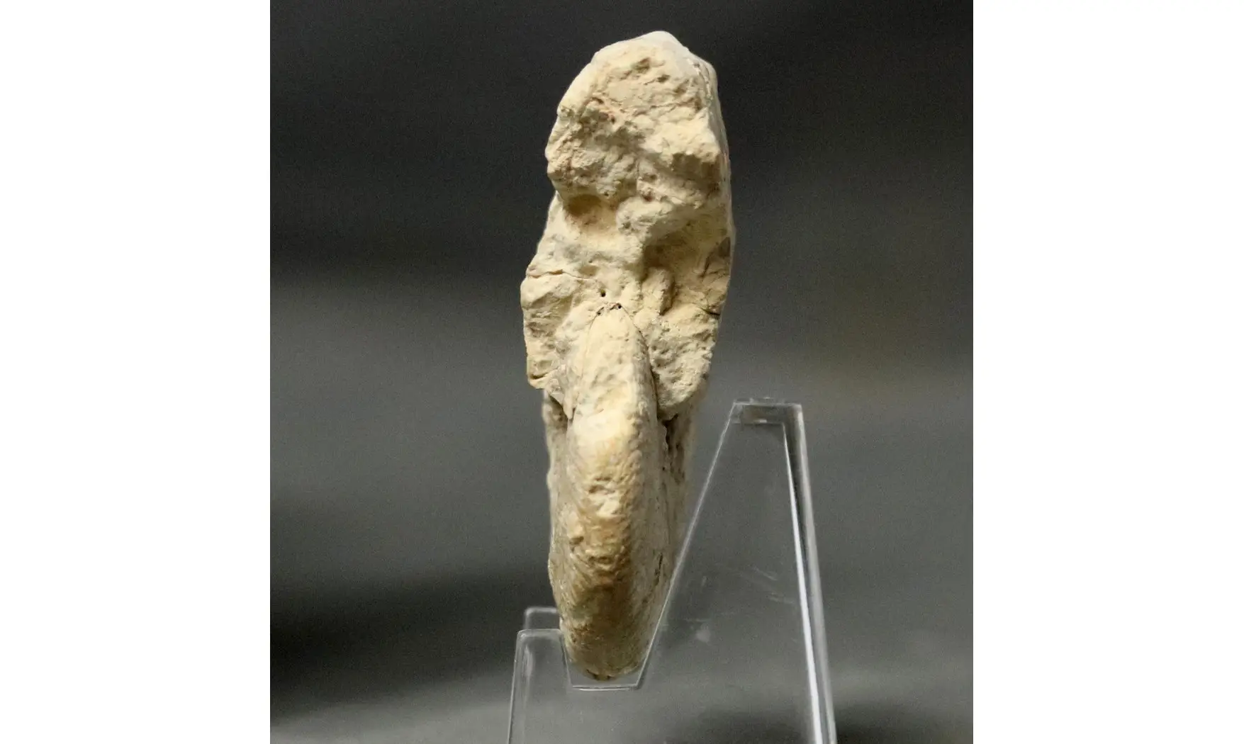 Taramelliceras tuberculatum