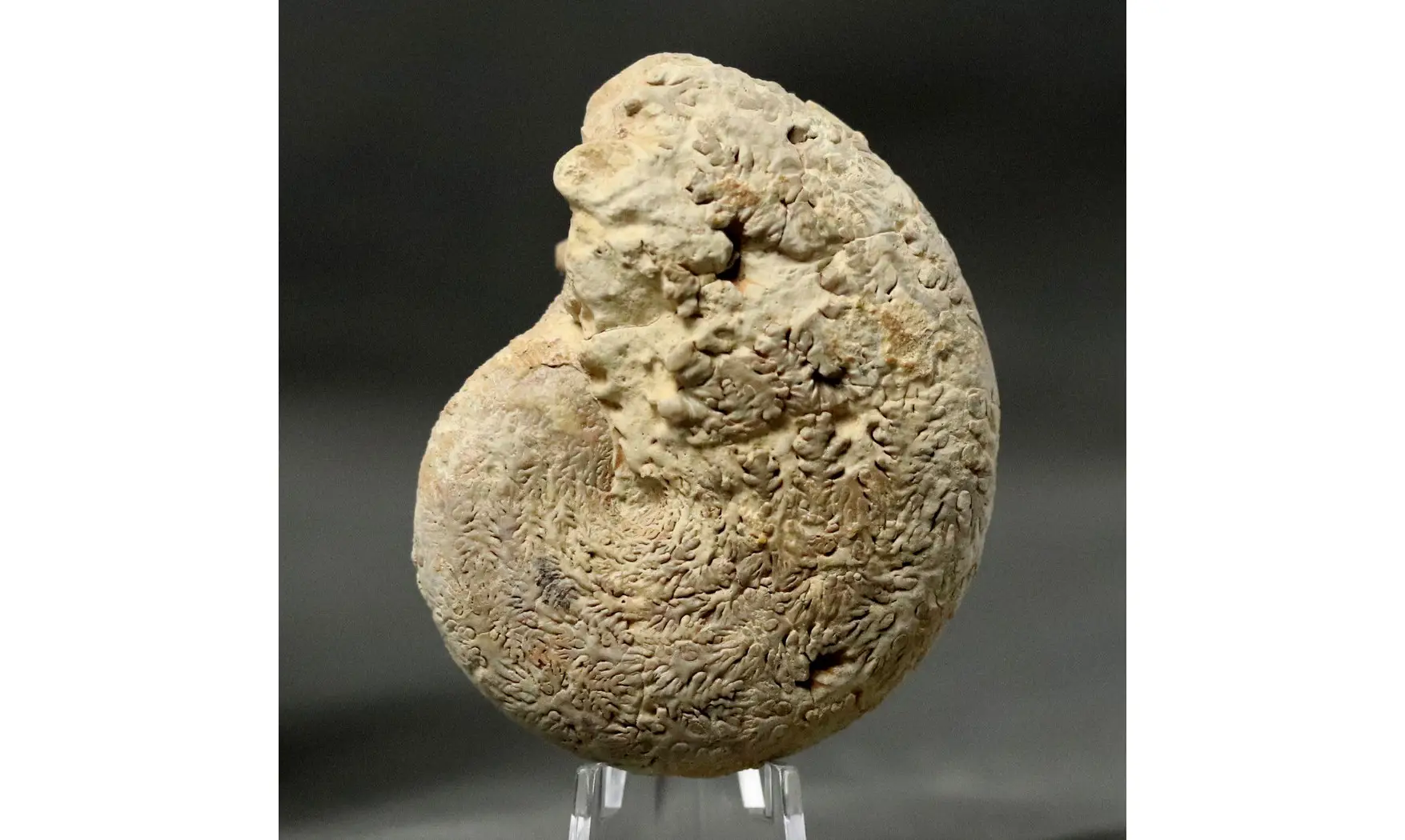 Phylloceras isotypus