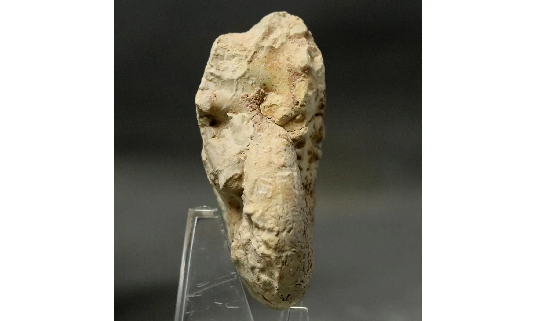 Phylloceras isotypus