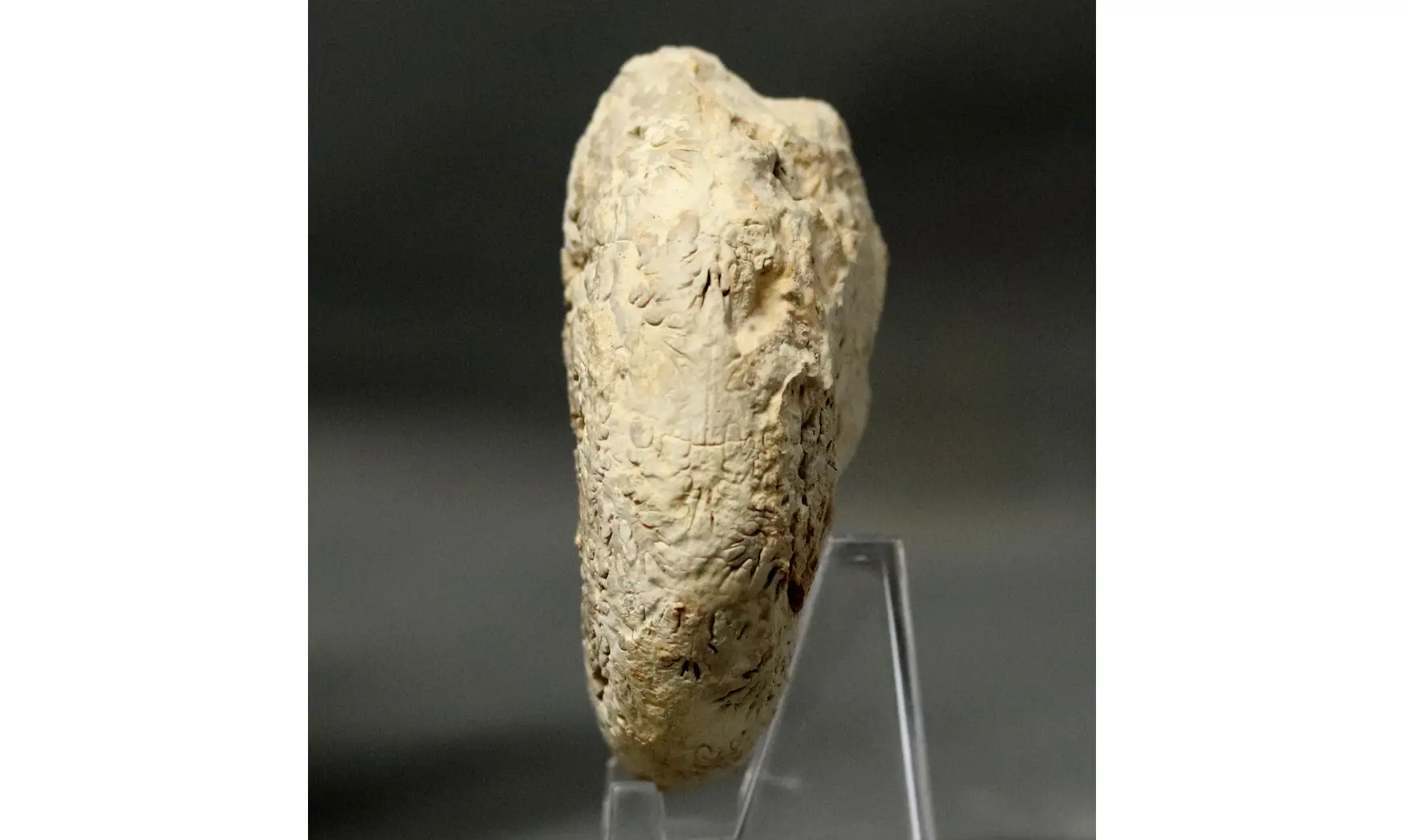 Phylloceras isotypus