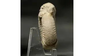 Orthosphinctes abeli