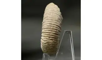 Orthosphinctes abeli