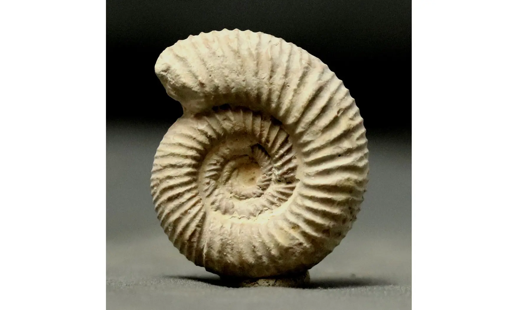 Orthosphinctes abeli