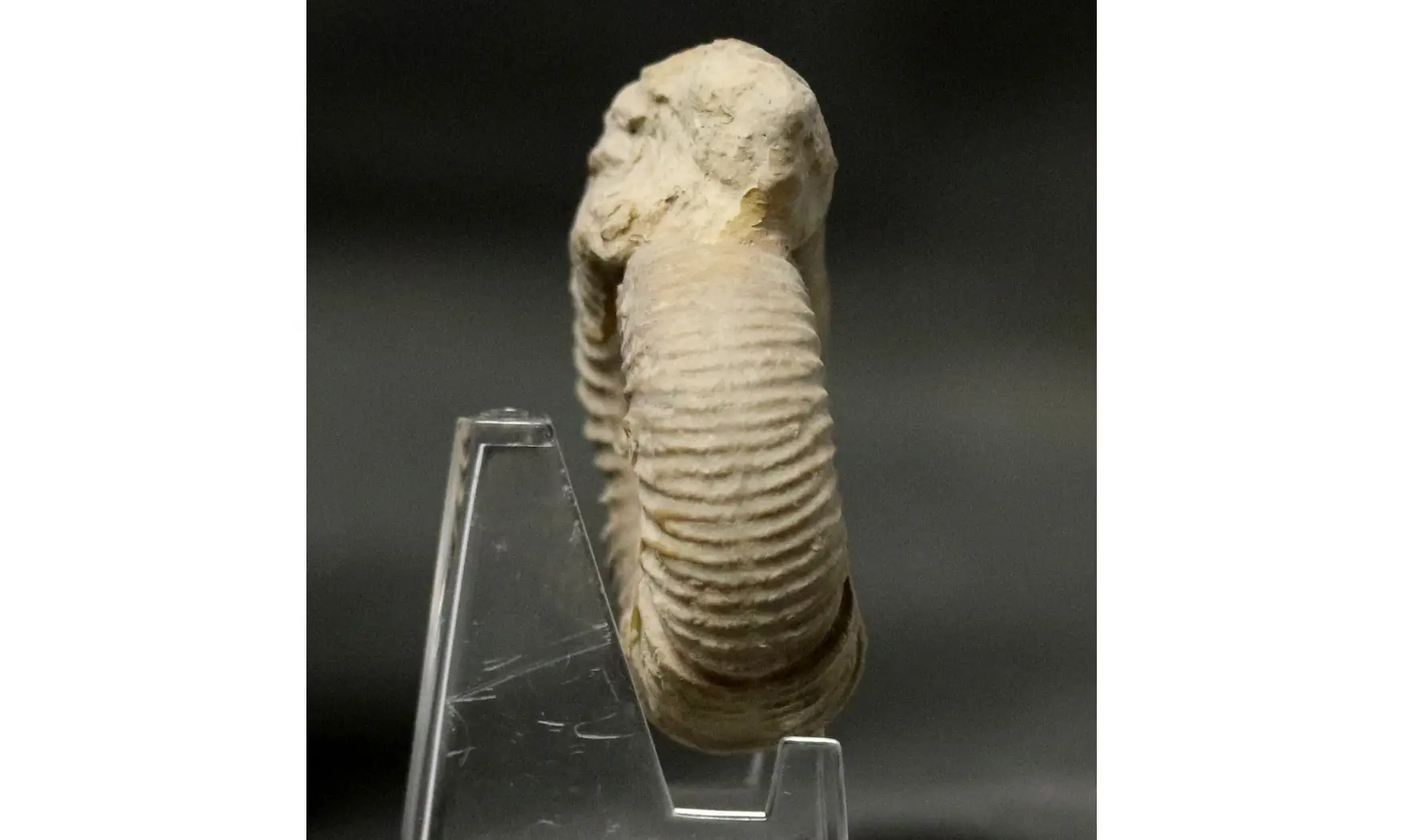 Orthosphinctes abeli