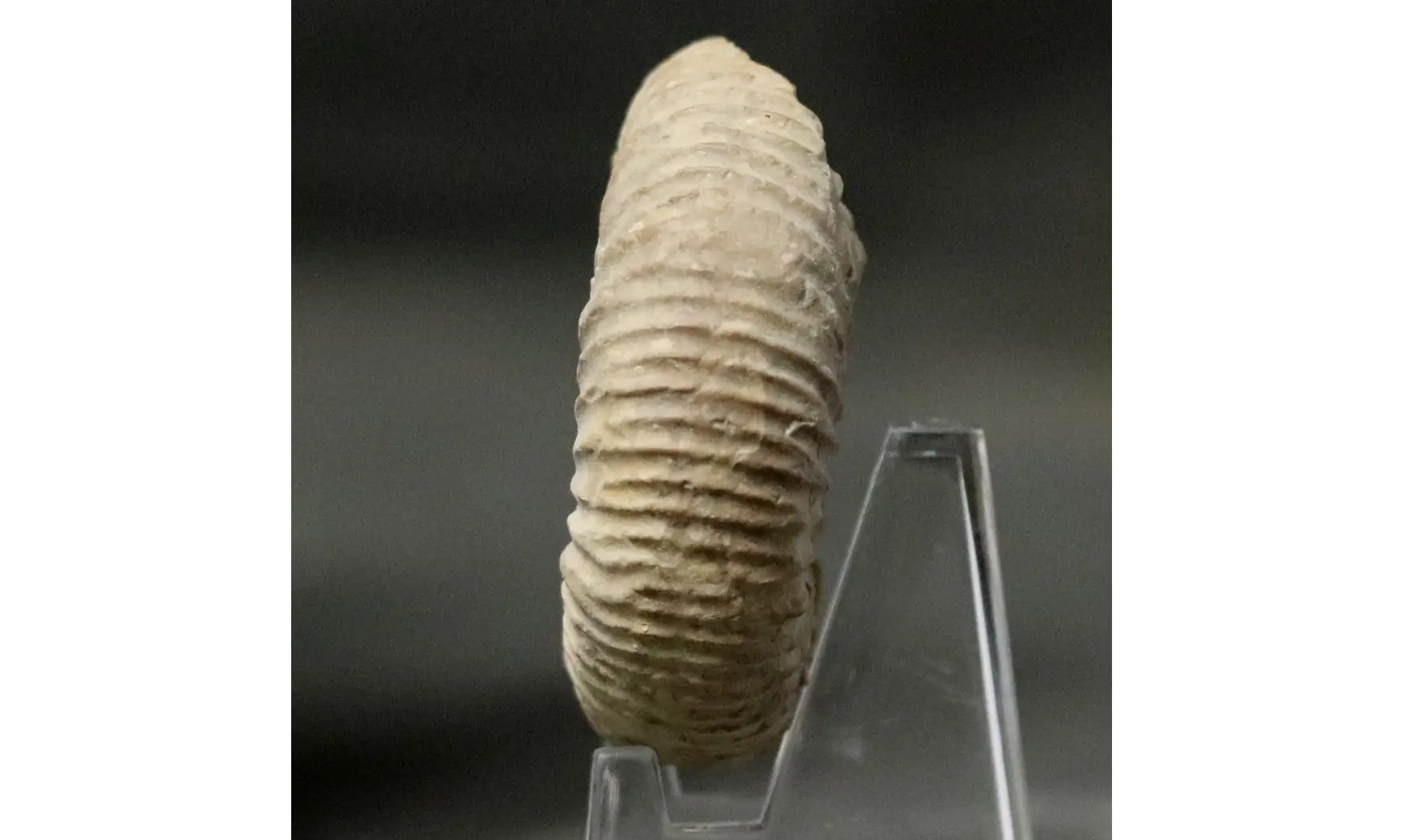 Orthosphinctes abeli
