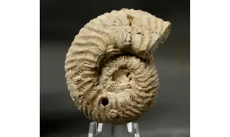 Gregoryceras transversarium