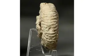 Gregoryceras transversarium