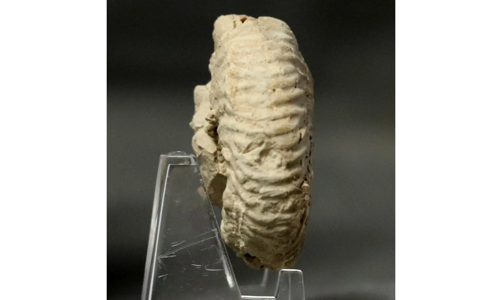 Gregoryceras transversarium