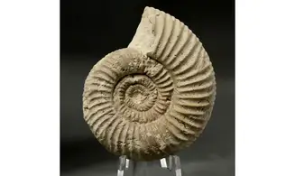 Orthosphinctes abeli