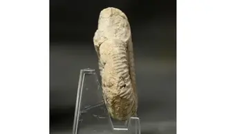 Orthosphinctes abeli
