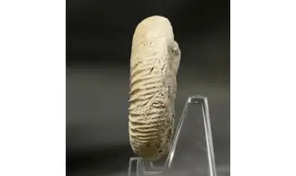 Orthosphinctes abeli