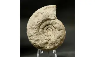 Orthosphinctes abeli