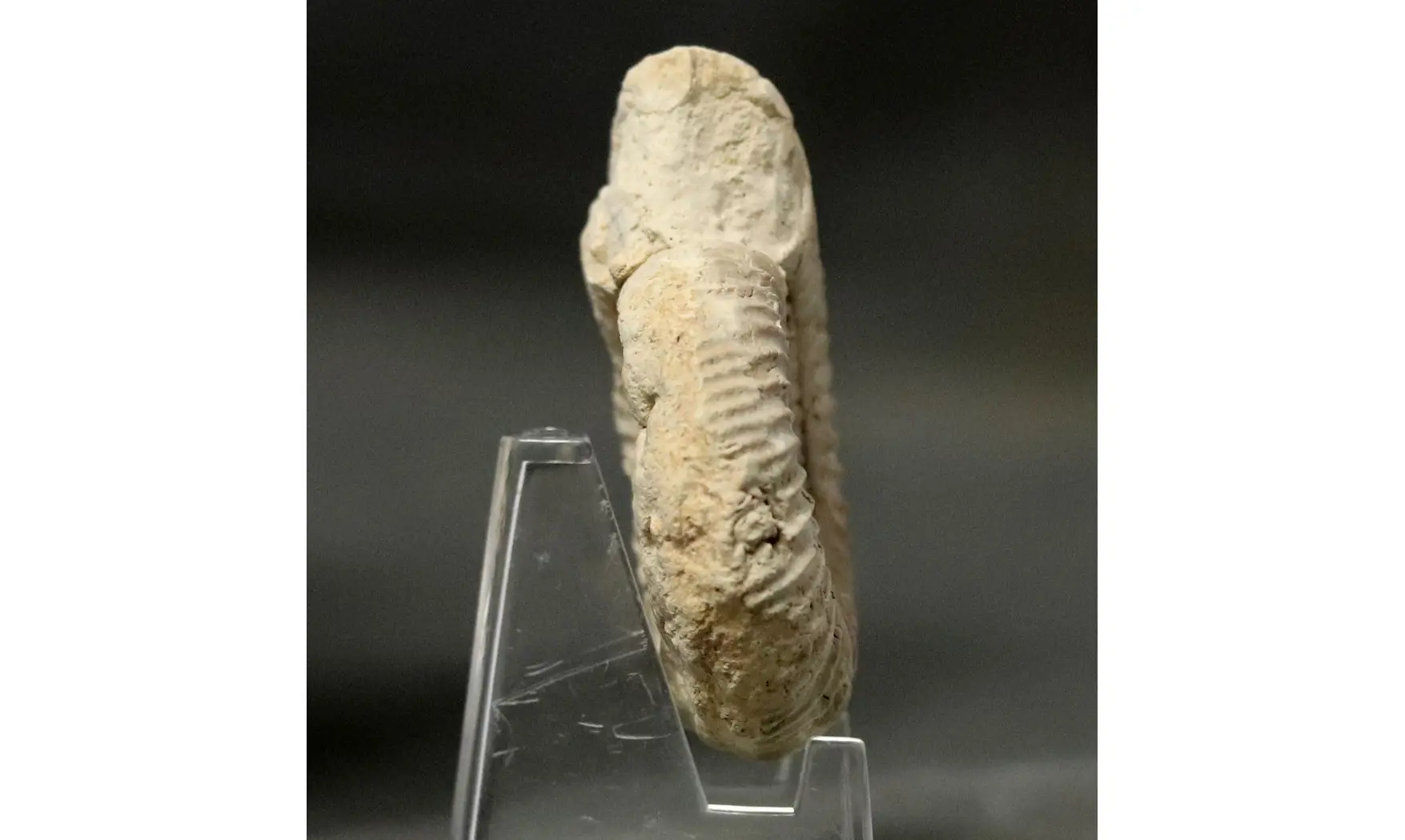 Orthosphinctes abeli