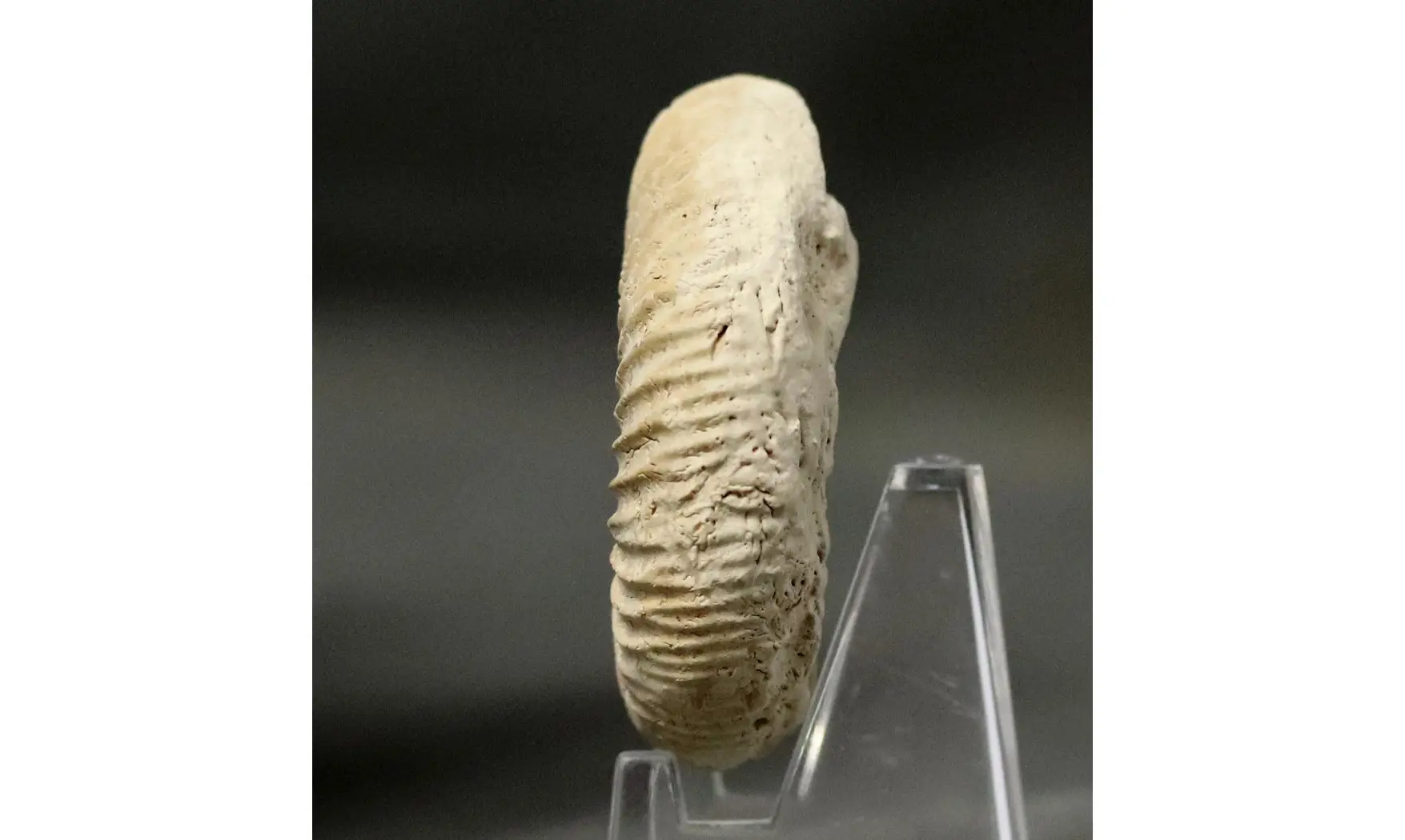 Orthosphinctes abeli