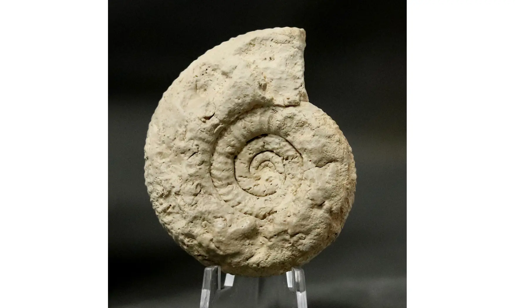 Orthosphinctes abeli
