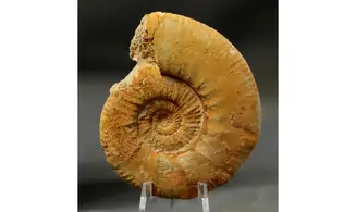 Grossouvria curvicosta