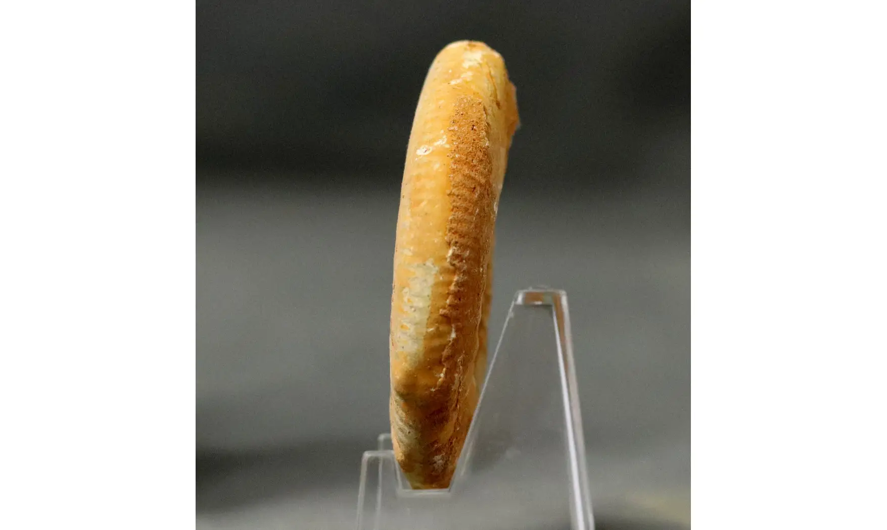 Grossouvria curvicosta