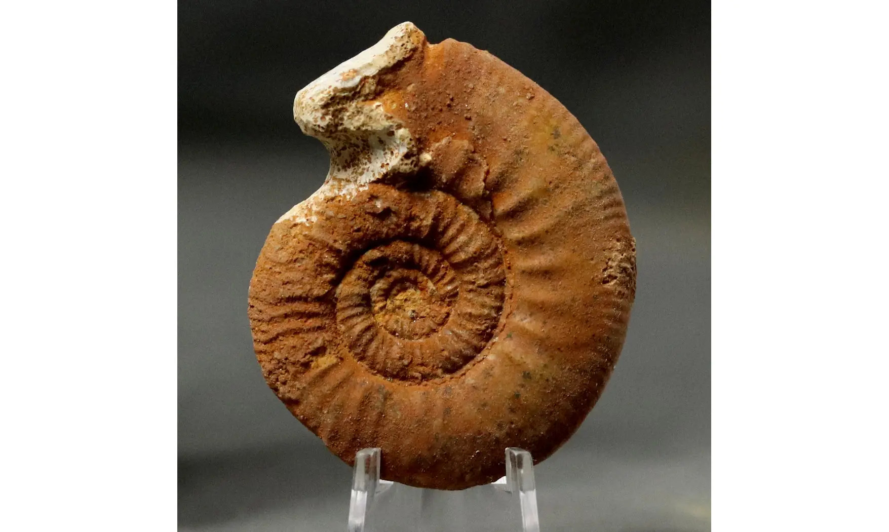 Grossouvria curvicosta