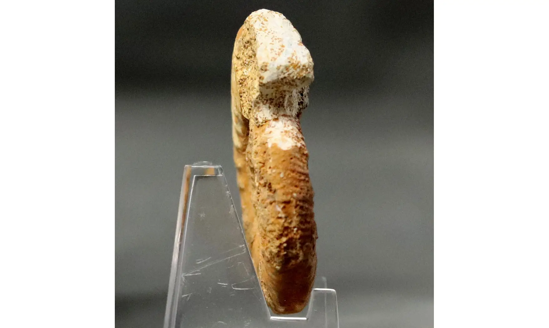 Grossouvria curvicosta