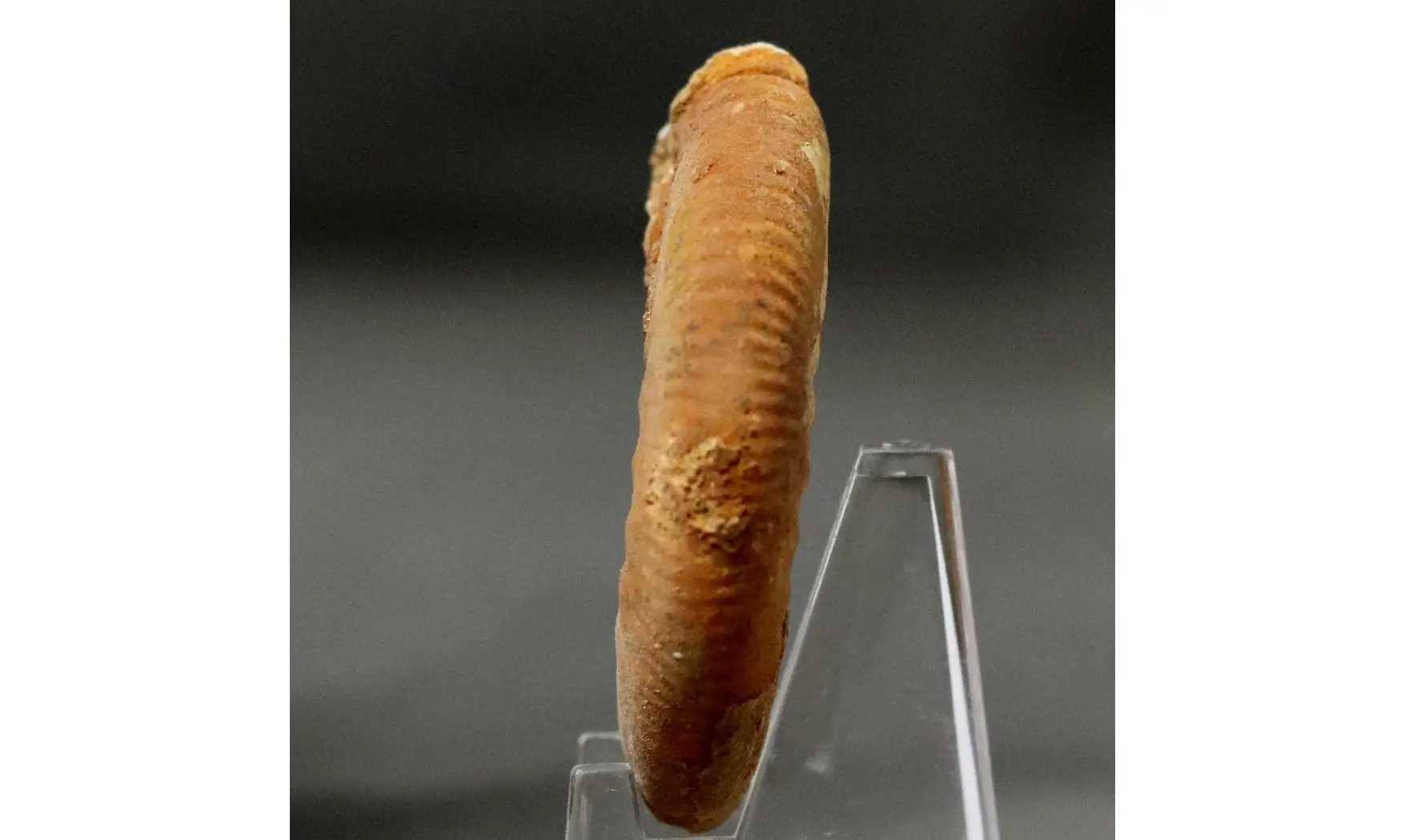 Grossouvria curvicosta