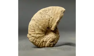 Taramelliceras callicerum