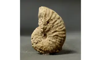 Taramelliceras callicerum