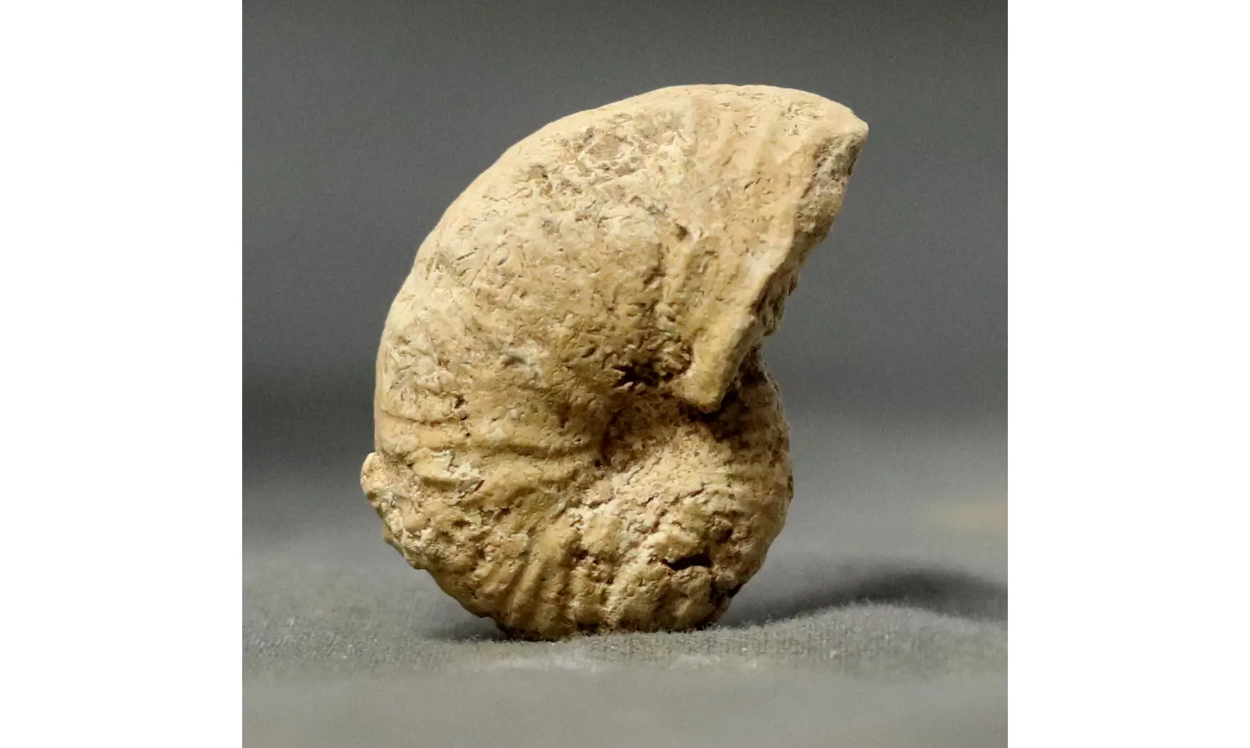 Taramelliceras callicerum