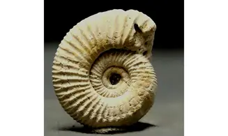 Dichotomoceras crassus