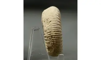 Dichotomoceras crassus