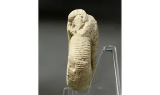 Dichotomoceras crassus