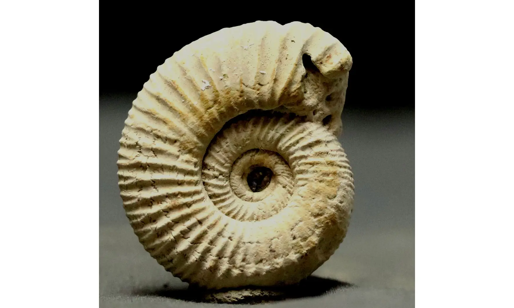 Dichotomoceras crassus