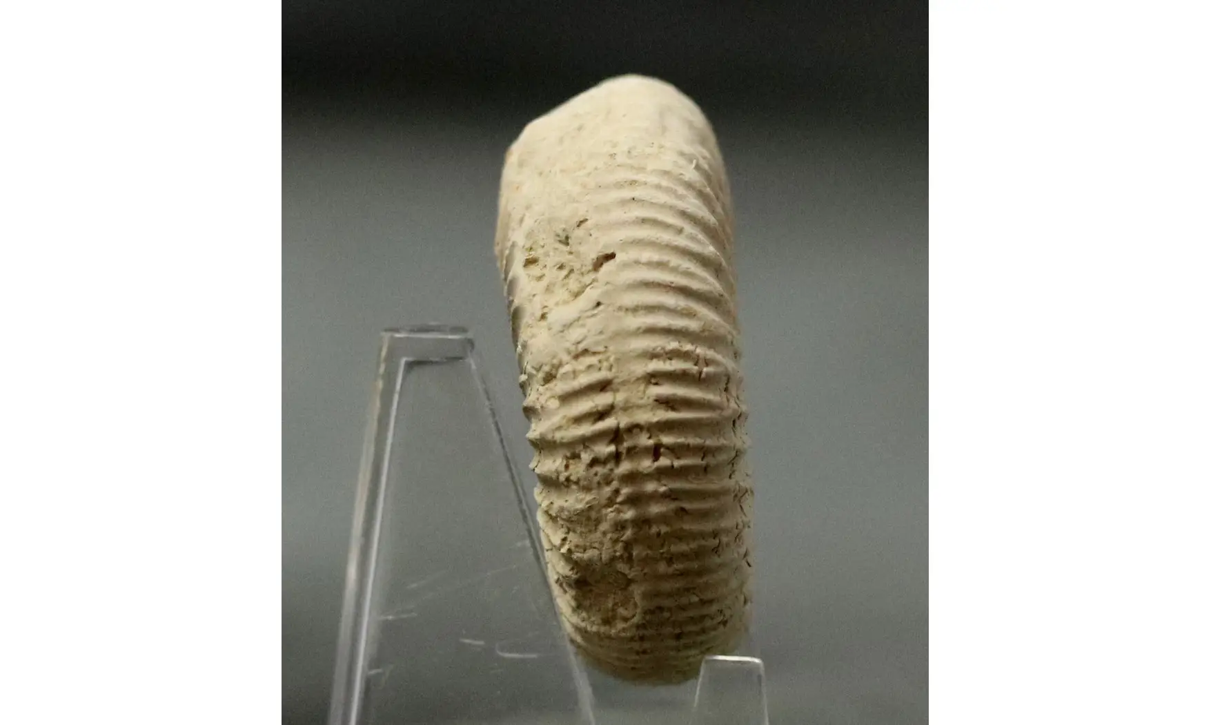 Dichotomoceras crassus