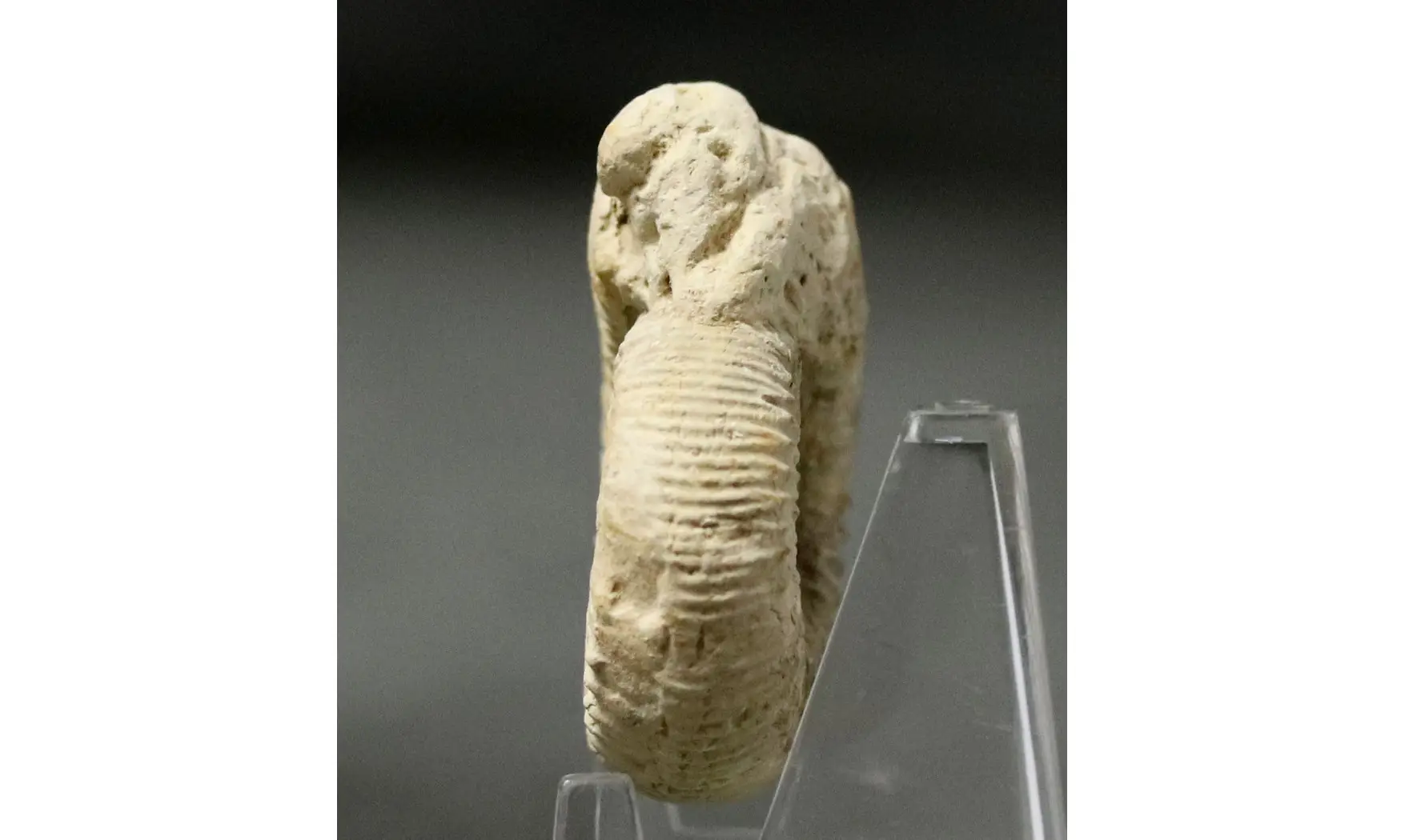 Dichotomoceras crassus
