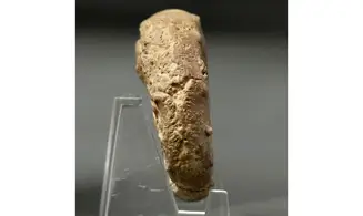 Euaspidoceras perarmatum